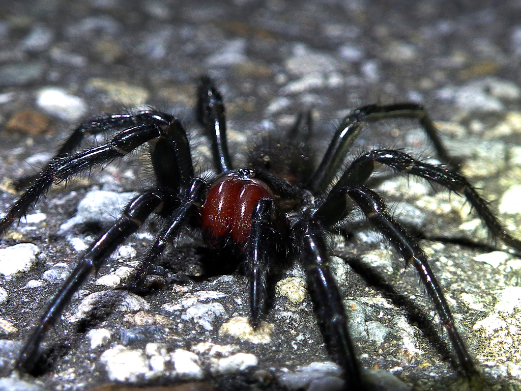 Coolest Tarantula